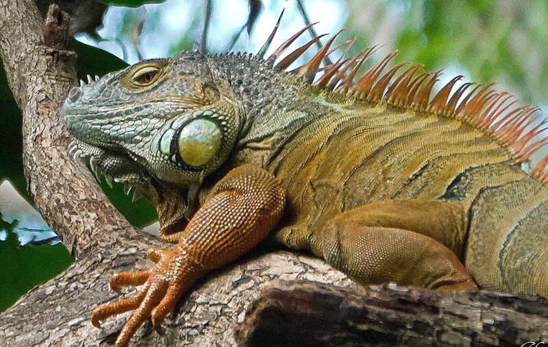 台南巨無霸綠鬣蜥，體色偏金黃色，逍遙法外長達1年，終於被捕。（圖/謝其良提供）