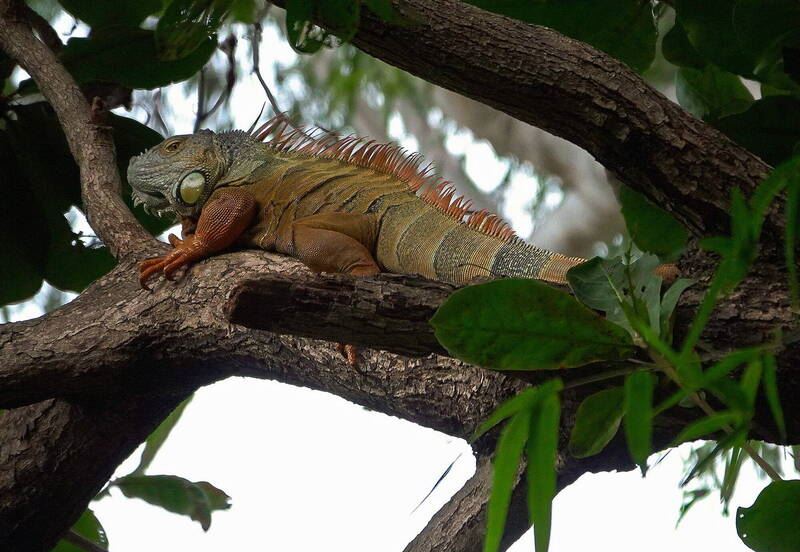 巨無霸綠鬣蜥躲樹上，逃避獵人捕捉。（圖/謝其良提供）