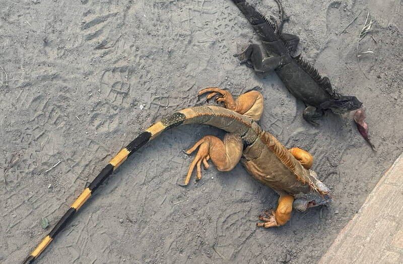 南市農業局成果豐碩，一次補貨兩隻綠鬣蜥。（圖／南市農業局提供）