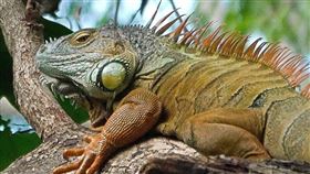 台南巨無霸綠鬣蜥，體色偏金黃色，逍遙法外長達1年，終於被捕。（圖/謝其良提供）