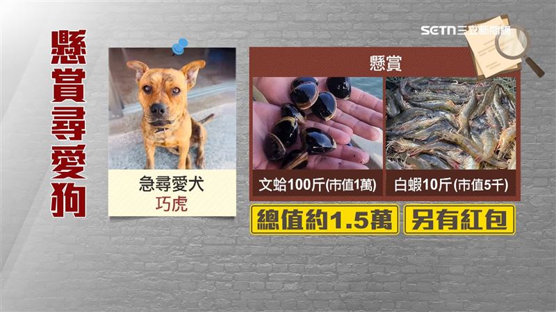 愛犬「巧虎」不見了，飼主好焦急，懸賞文蛤與白蝦作為報酬