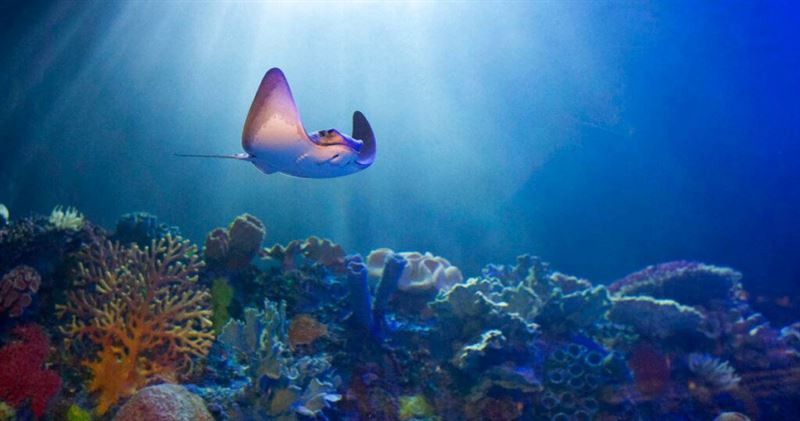 海水升溫導致熱帶珊瑚礁白化甚至死亡，對生態系造成嚴重衝擊。（圖／達志／美聯社，下同）