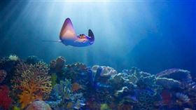 海水升溫導致熱帶珊瑚礁白化甚至死亡，對生態系造成嚴重衝擊。（圖／達志／美聯社）