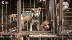 南韓禁食狗肉法案雖已上路，但後續犬隻救援相關配套仍有待完善。（圖／翻攝自Humane World for Animals Korea臉書）