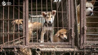 南韓禁食狗肉滿2年　動保組織曝悲傷真相