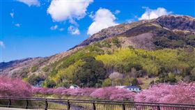 日本仍是賞櫻經典，每年在一月下旬到二月初，已開始有河津櫻花盛開。（圖／品牌業者提供）