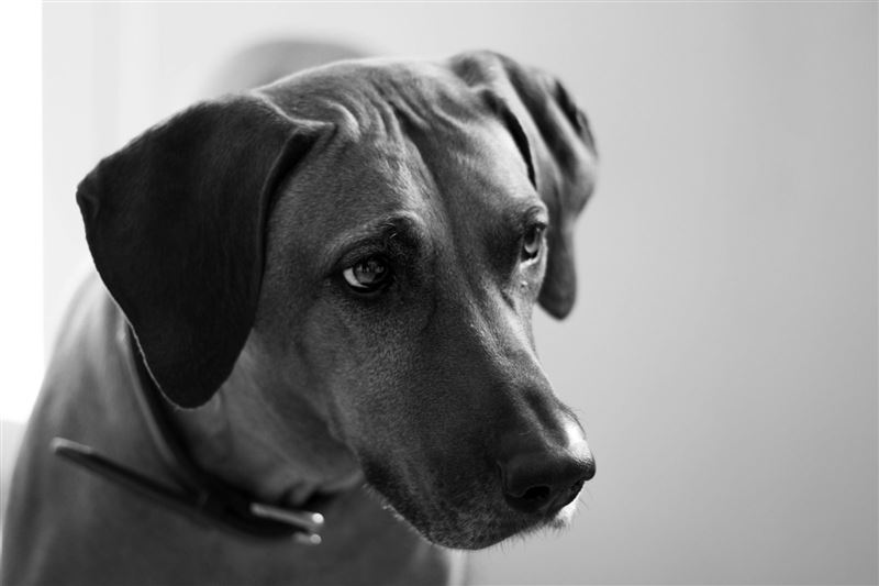 英國一名女子，因得知丈夫將他們共同領養的狗狗安樂死後，情緒失控持刀刺向對方。示意圖；非當事狗。（翻攝自pexels）