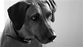 英國一名女子，因得知丈夫將他們共同領養的狗狗安樂死後，情緒失控持刀刺向對方。示意圖；非當事狗。（翻攝自pexels）