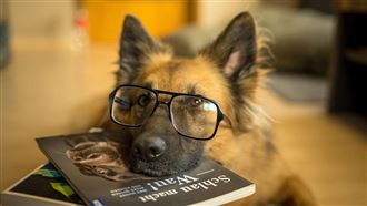 狗狗在偷聽！研究：犬隻能透過聆聽學新詞