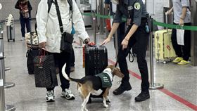 金門小三通檢疫犬嗅聞查緝　防堵非洲豬瘟入侵台中養豬場出現非洲豬瘟疫情，關務署高雄關與防檢署等單位在金門小三通通關口岸聯合查緝，防堵非洲豬瘟疫情自境外傳入。圖為防檢署檢疫犬嗅聞檢查旅客行李。（財政部關務署高雄關提供）中央社記者吳玟嶸傳真　114年11月4日