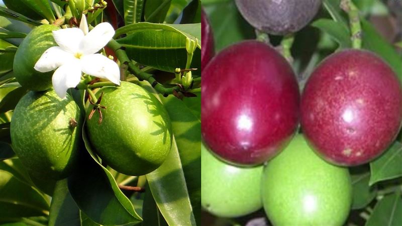 男吃「百香果」慘上吐下瀉！衛生局揭真相