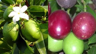 男吃「百香果」慘上吐下瀉！衛生局揭真相