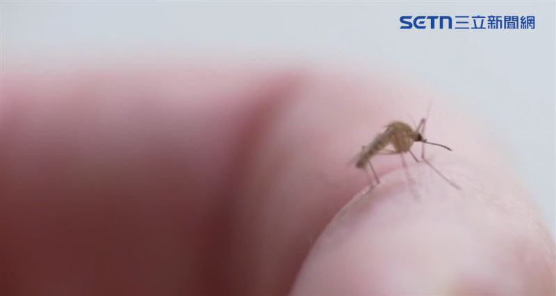 冬天時也有蚊子危害，在晚上擾人清夢的多為棕色的「地下家蚊」。（圖／資料照）