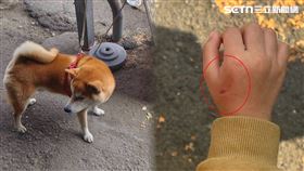 台糖辦公室,高雄,鳳山區,飼主,柴犬,女童,虎口,齒痕,柱子,醫藥費,國泰花市