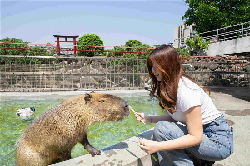 綠舞飯店推出「綠舞萌寵方城市PLUS 一泊二食」訂房、可入住20260430。每人最低NT$2,498。（圖／綠舞飯店提供）