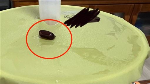 「大茗」加料蟑螂蛋！中市府食安處出手了