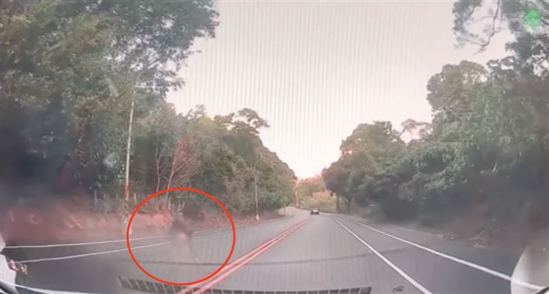 水鹿遭撞擊後倒地,又立即起身踉蹌往對向樹欉逃去。(圖/翻攝畫面)