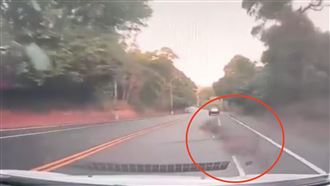 八卦山巨響！水鹿「自殺式暴衝」竄出撞車