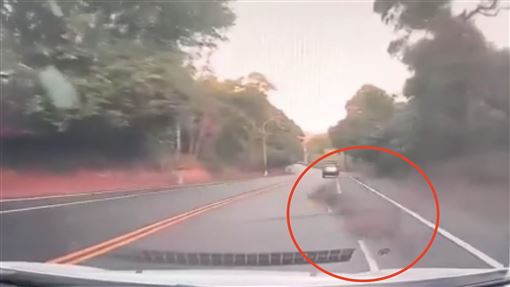 八卦山巨響！水鹿「自殺式暴衝」竄出撞車
