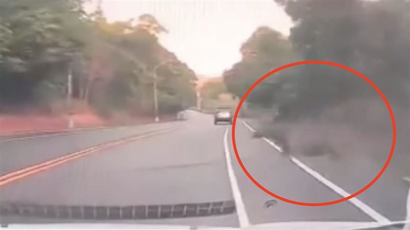 水鹿突然衝出與轎車發生碰撞。(圖/翻攝畫面)