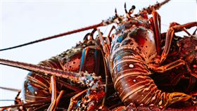 活龍蝦 示意圖／unsplash