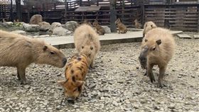 蘭陽動植物王國「多處現簡體字」遭網轟 園方：我們改。（圖／翻攝自蘭陽動植物王國臉書）