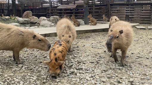 宜蘭1景點「一堆簡體字」遭轟 業者回應了