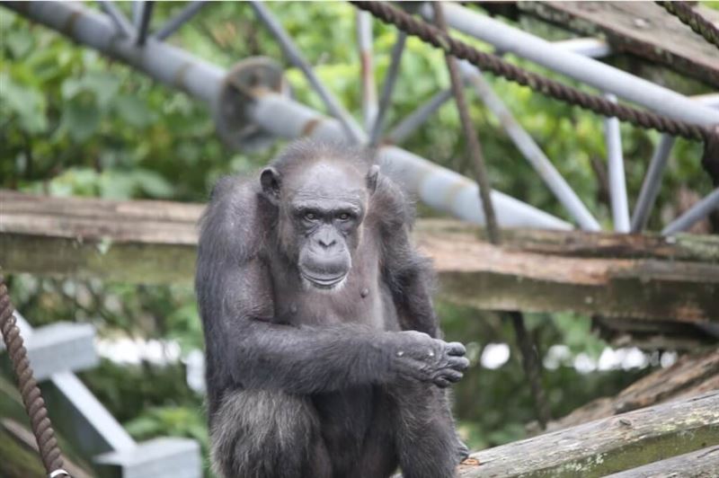 日本京都大學飼養的黑猩猩「愛」9日以49歲之齡死亡。（圖／翻攝自京都大學人類行為演化研究中心網頁）
