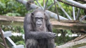日本京都大學飼養的黑猩猩「愛」9日以49歲之齡死亡。（圖取自京都大學人類行為演化研究中心網頁ehub-kyoto-u.com）