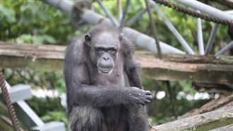 天才黑猩猩49歲過世　助研究人類心智演化