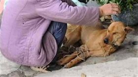 狗,米酒,麻布袋,摩托車（圖／新竹縣流浪動物珍愛協會提供）