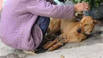 狗,米酒,麻布袋,摩托車（圖／新竹縣流浪動物珍愛協會提供）