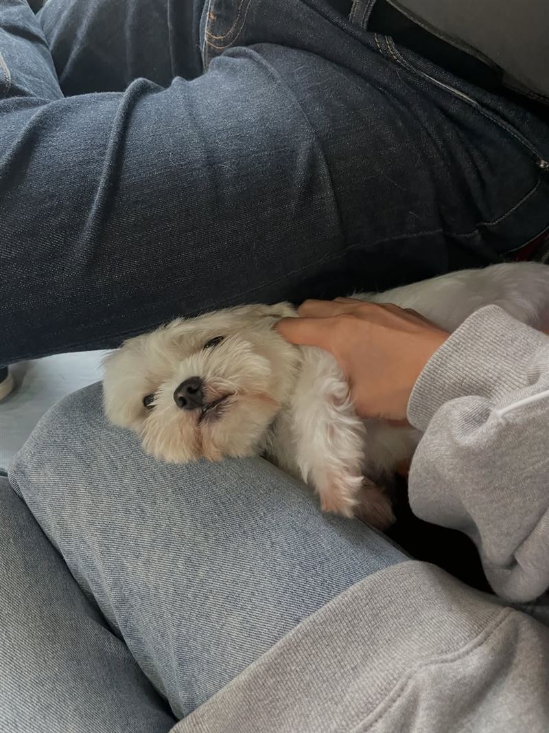 林萱瑜心碎與愛犬「斗波奇」告別。（圖／翻攝自林萱瑜IG）