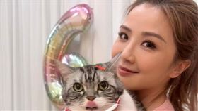 蔡卓妍今年飼養兩隻貓咪，而緋聞對象也被發現抱同隻貓放閃。（圖／翻攝自IG）