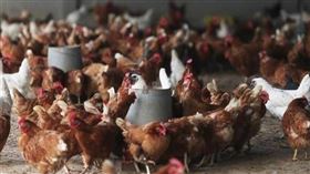 嘉義爆H5N1禽流感！2養雞場主動通報確診　逾6萬雞隻全數撲殺