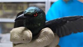 紅眼怪鳥突現身陽台嚇壞民眾。（取自新北動保處官網）
