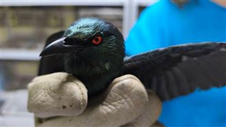 紅眼怪鳥嚇壞民眾　新北動保處救援揭真身