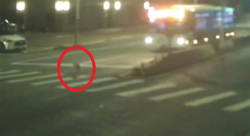 犬隻準備過馬路。（圖／翻攝畫面）