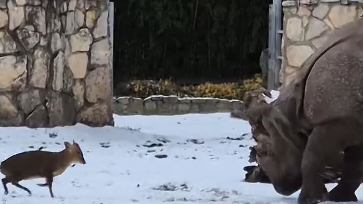 22kg單挑1.7噸！山羌挑釁犀牛 驚險畫面曝