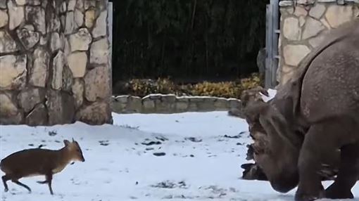 22kg單挑1.7噸！山羌挑釁犀牛 驚險畫面曝