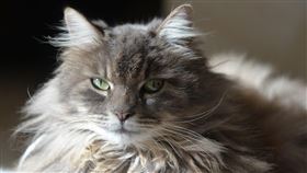 貓咪（示意圖／PIXABAY）