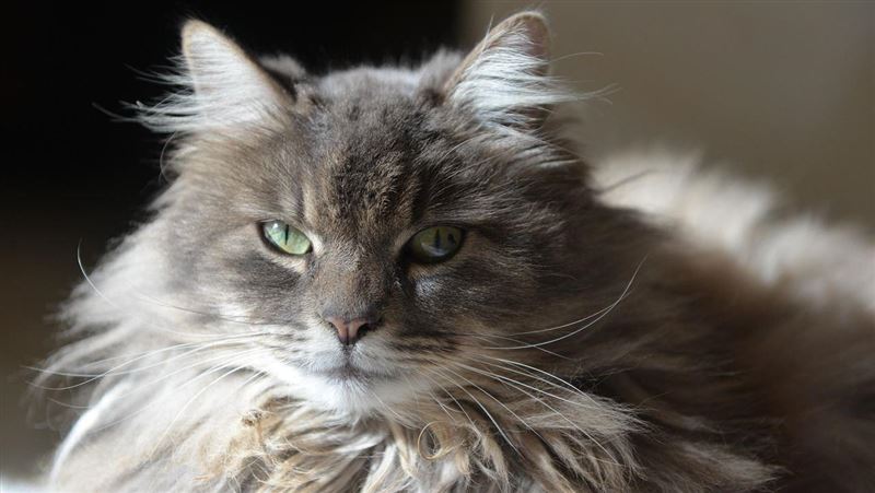 控親姊學「甄嬛傳」派貓騷擾　提告下場曝