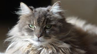 控親姊學「甄嬛傳」派貓騷擾　提告下場曝