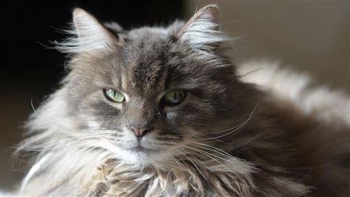 控親姊學「甄嬛傳」派貓騷擾　提告下場曝