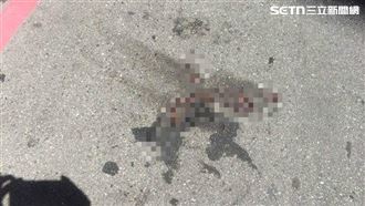 小貨車牽繩綁狗拖行！沿路血跡　市府出手