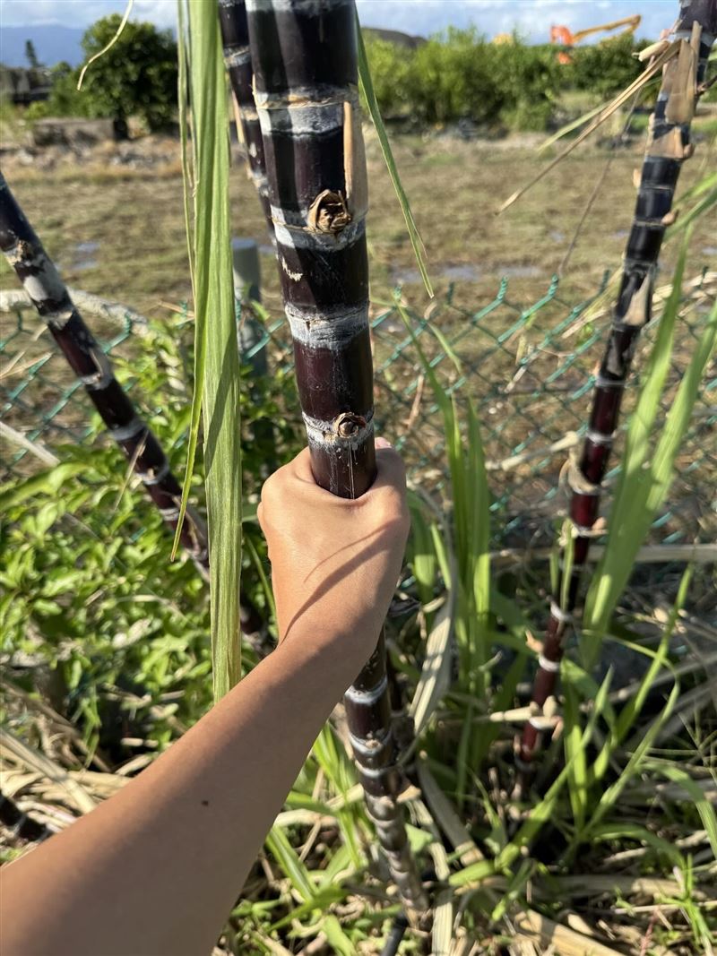 「我是小生」在threads發文稱「甘蔗選這根可以嗎」。（圖／翻攝自littlelifer1206）