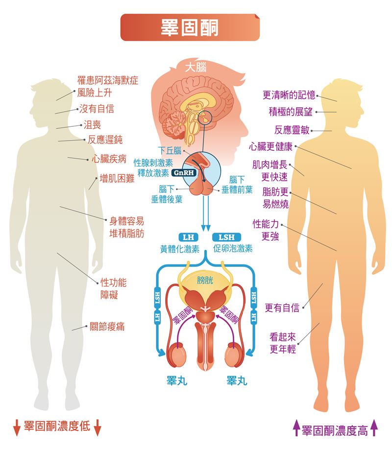 男人無聲崩壞7個恐怖原因曝光,性學權威潘俊亨醫師警告:睪固酮低下是關鍵。(圖/金塊文化提供)
