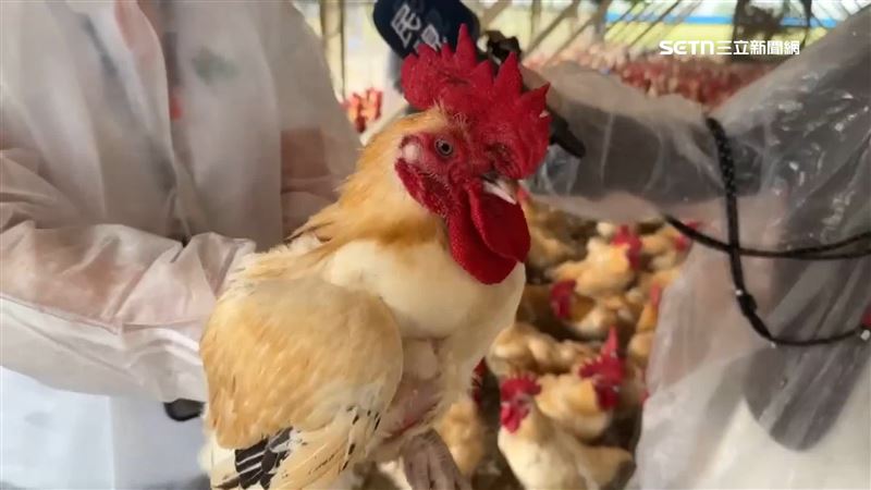 男子偷竊雞隻，自己宰殺後再低價賣出