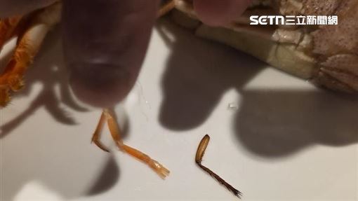 她buffet吃到蟑螂腳：瞎扯蝦腳！酒店回應