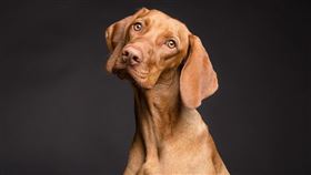 研究指出，部分犬隻能靠著偷聽人類對話就學會新單字。（圖／翻攝自Pixabay）